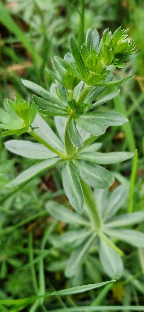 Galium mollugo L.