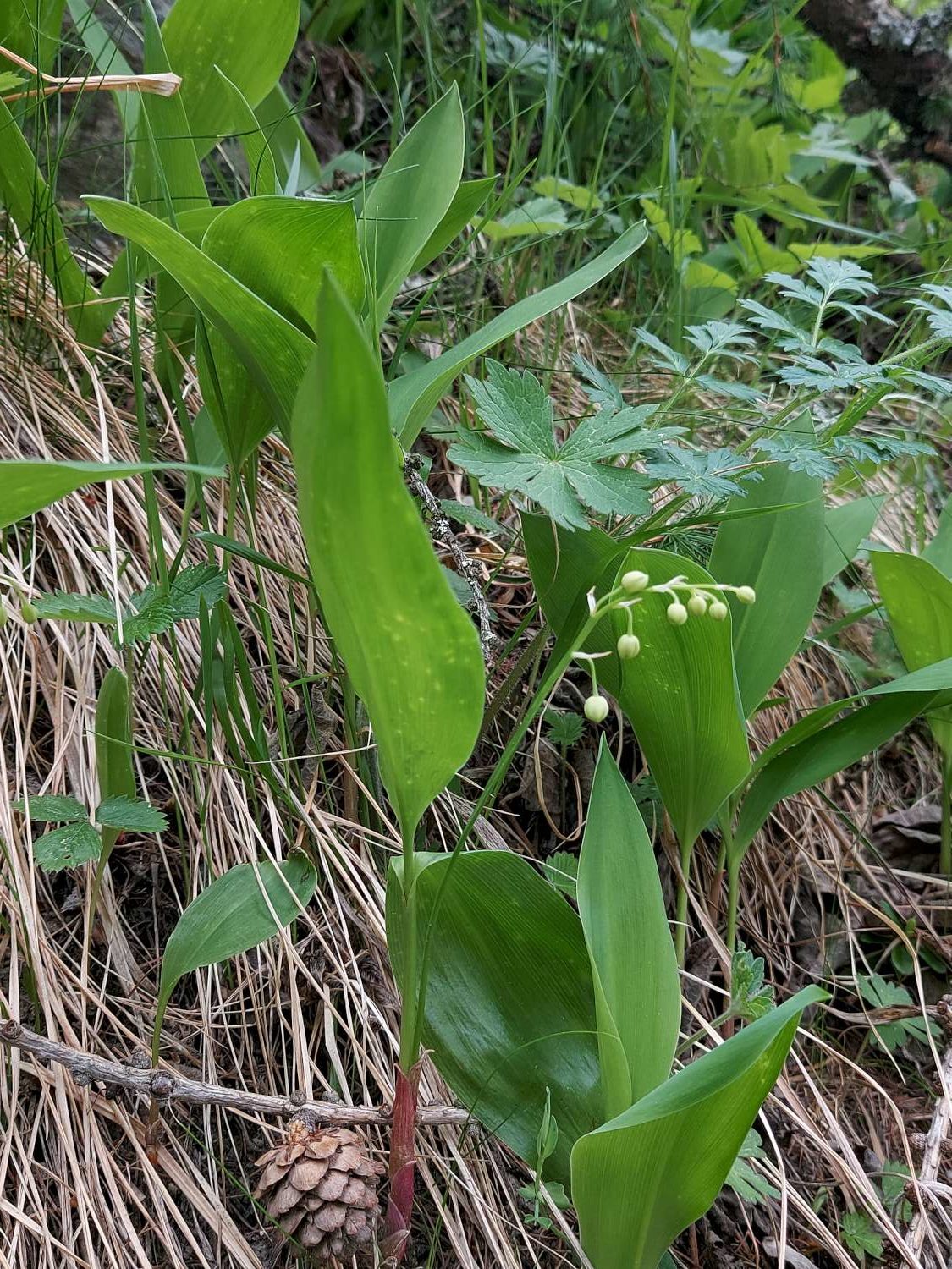 Convallaria majalis