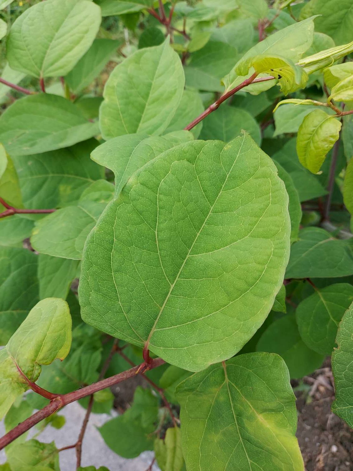 Reynoutria japonica Houtt.
