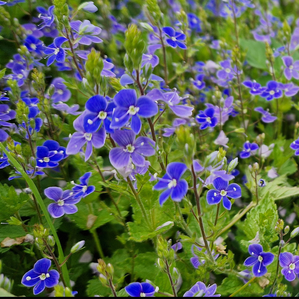 Veronica chamaedrys L.
