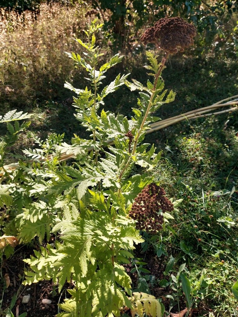 Achillea macrophylla L.