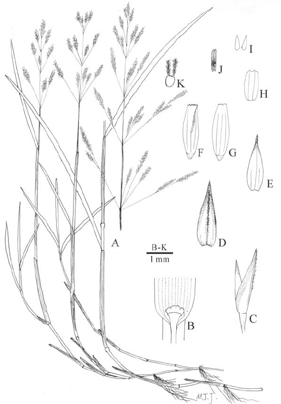 Agrostis stolonifera L.