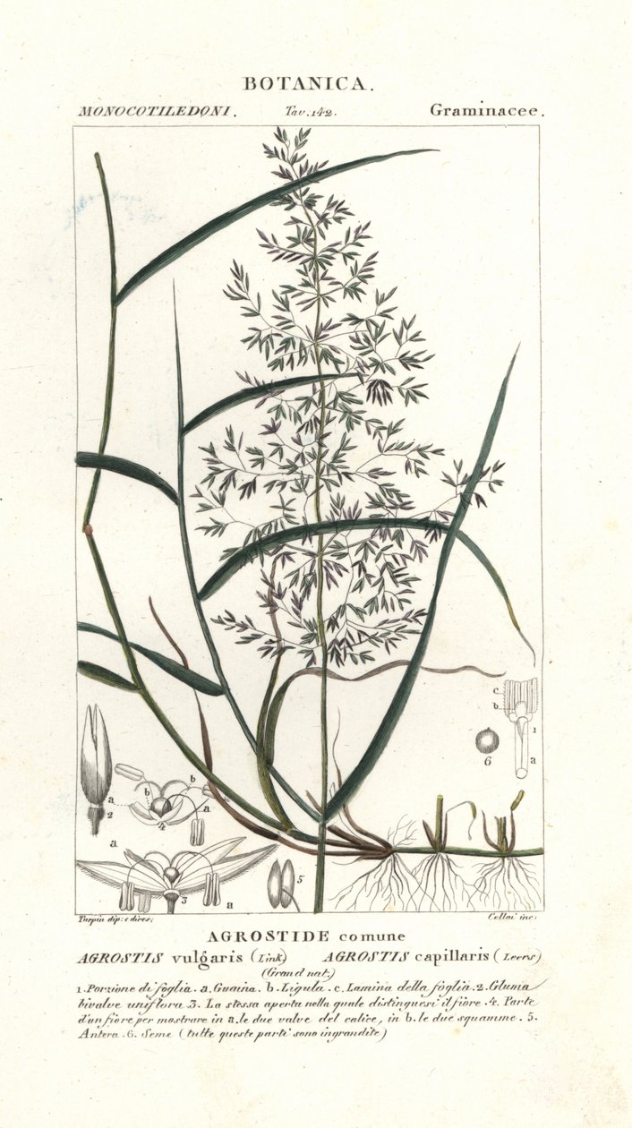 Agrostis capillaris L.