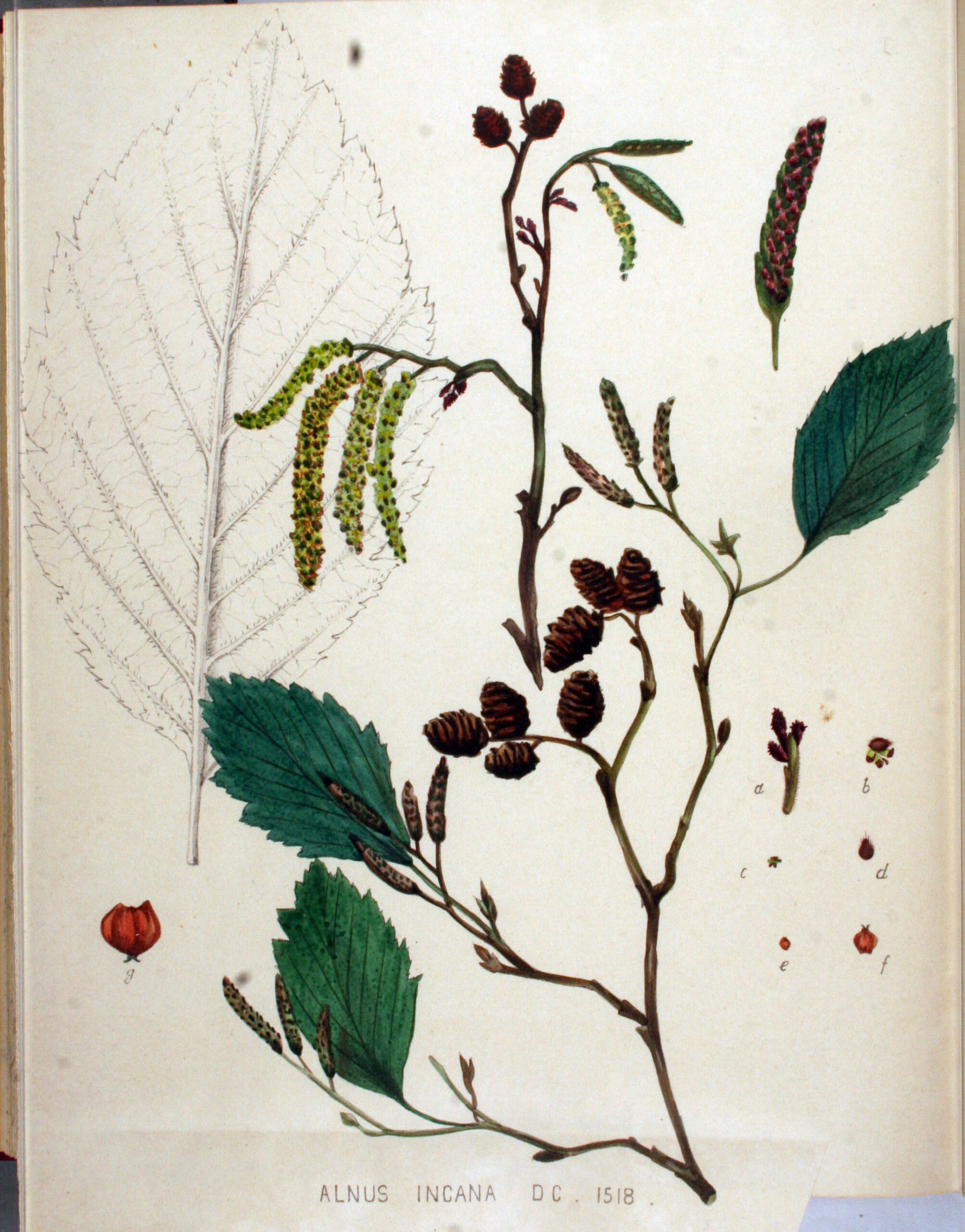 Alnus incana (L.) Moench