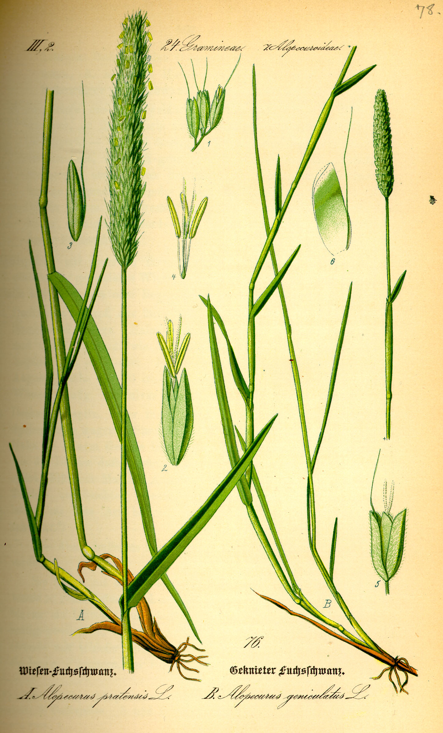 Alopecurus pratensis L.