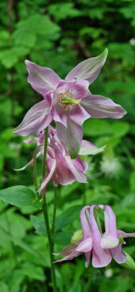 Aquilegia vulgaris L.