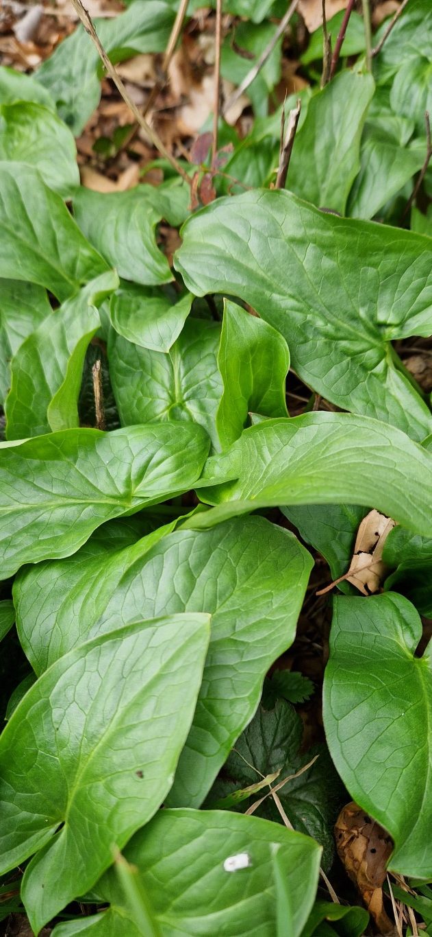Arum maculatum L.