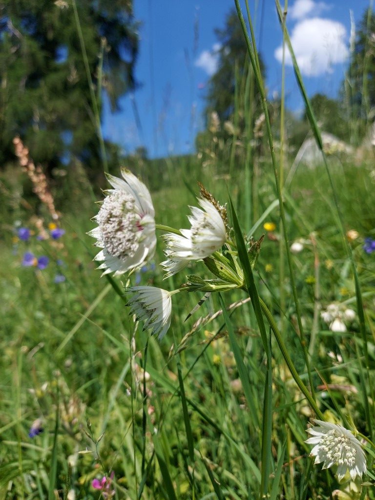 Astrantia major L.