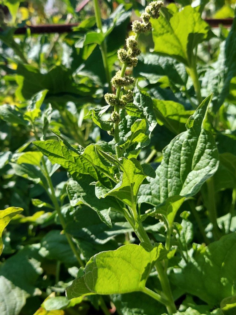 Chenopodium bonus-henricus L.