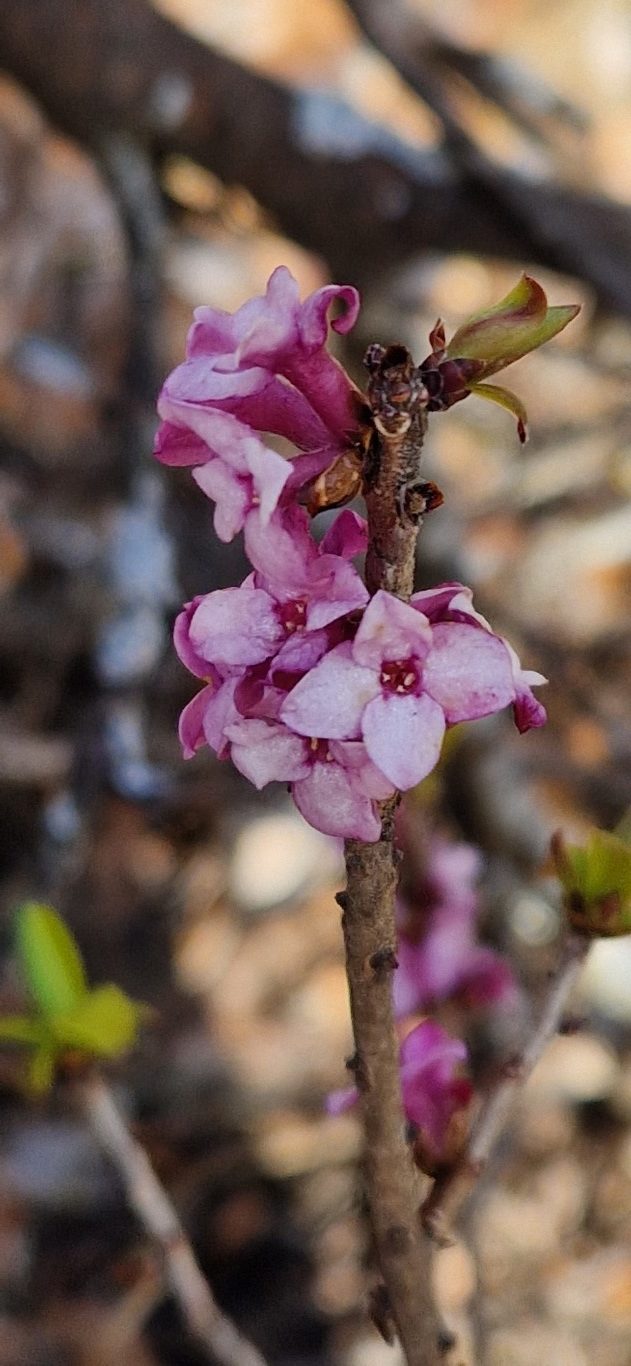 Daphne mezereum L.