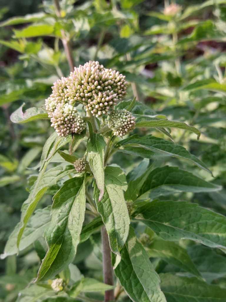 Eupatorium cannabinum L.