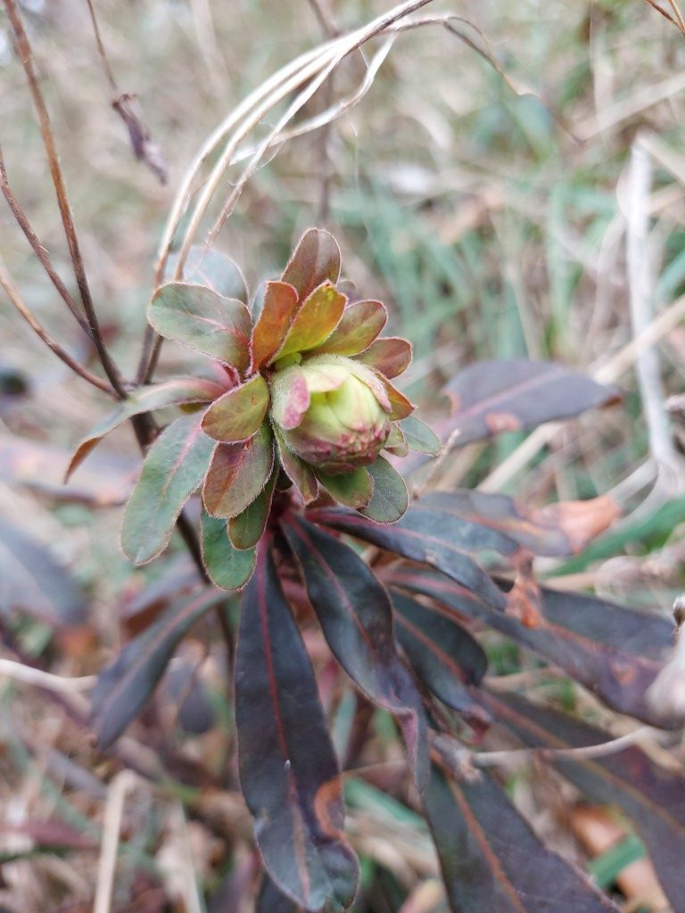 Euphorbia amygdaloides L.