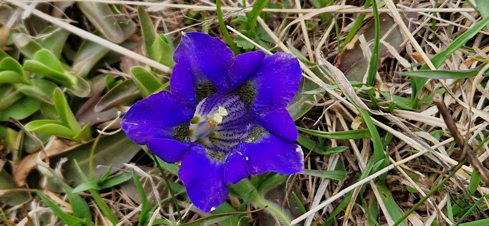 Gentiana acaulis L.