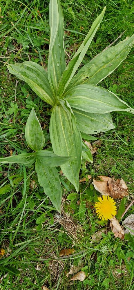 Gentiana lutea L.