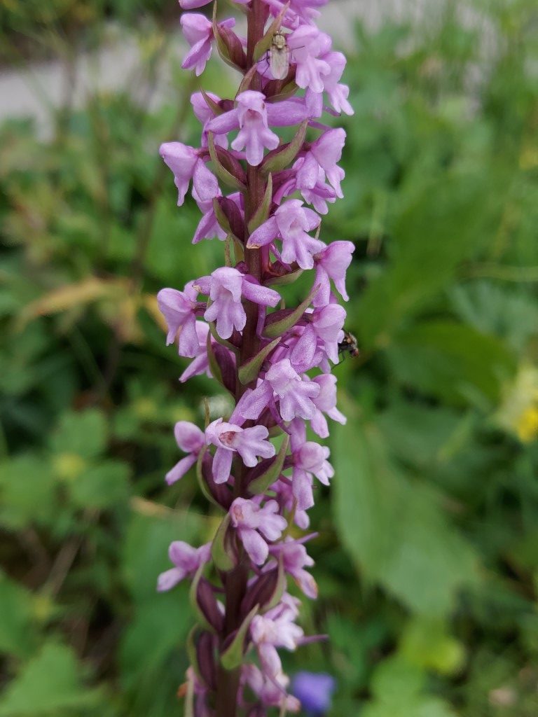 Gymnadenia conopsea (L.) R. Br.
