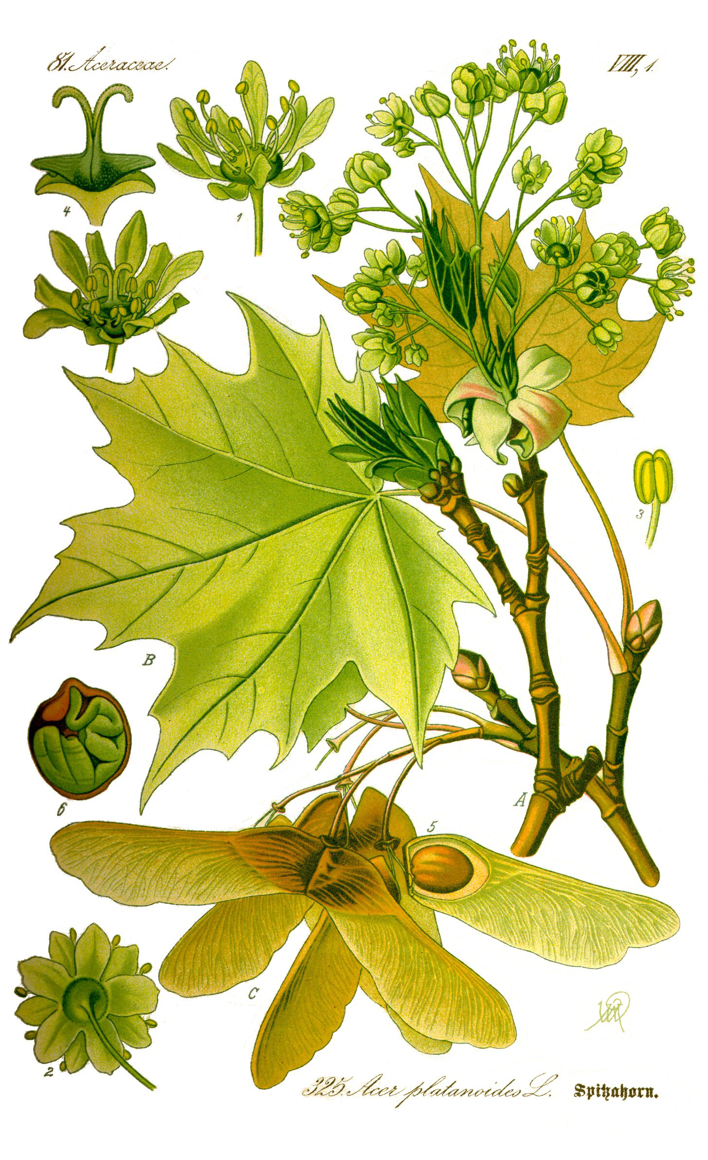 Acer platanoides L.