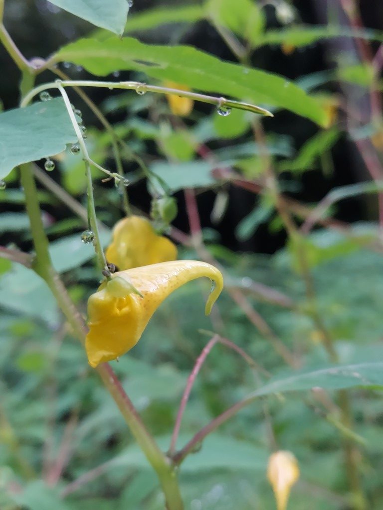 Impatiens noli-tangere L.