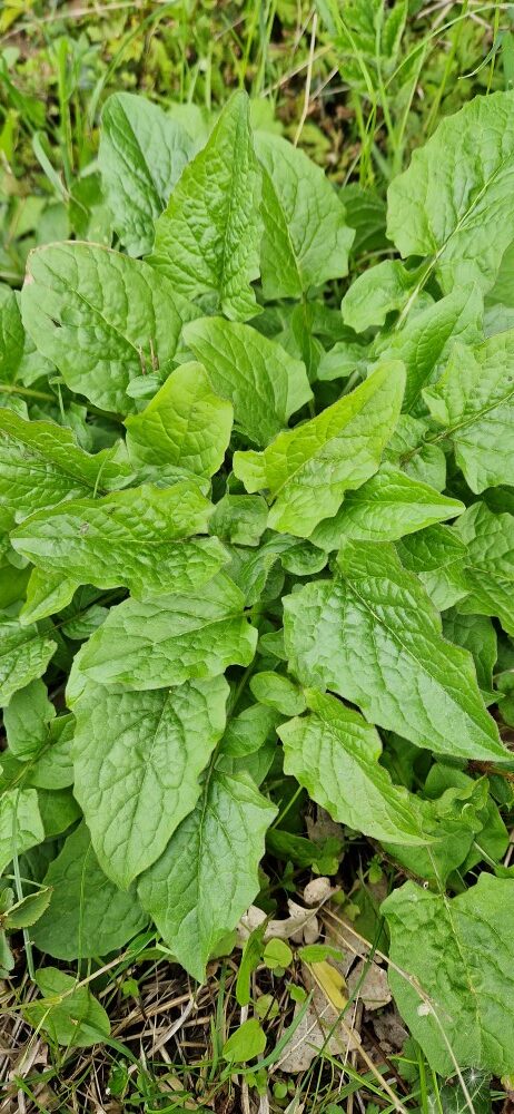 Lapsana communis L.