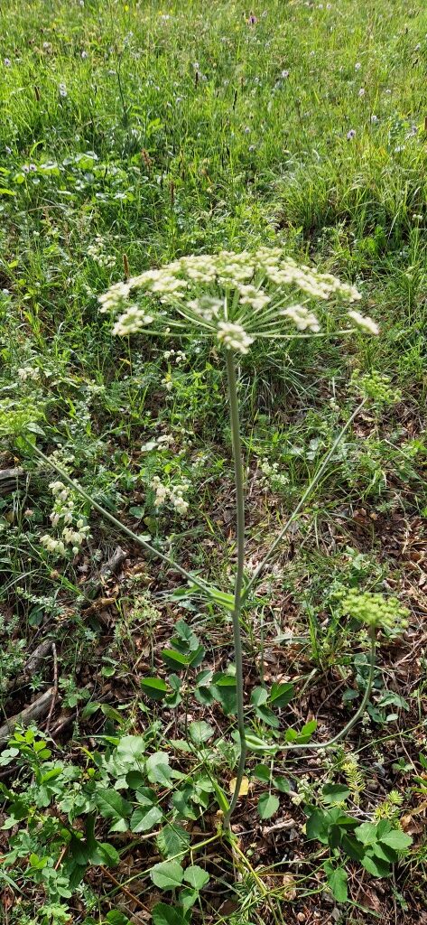 Laserpitium latifolium L.