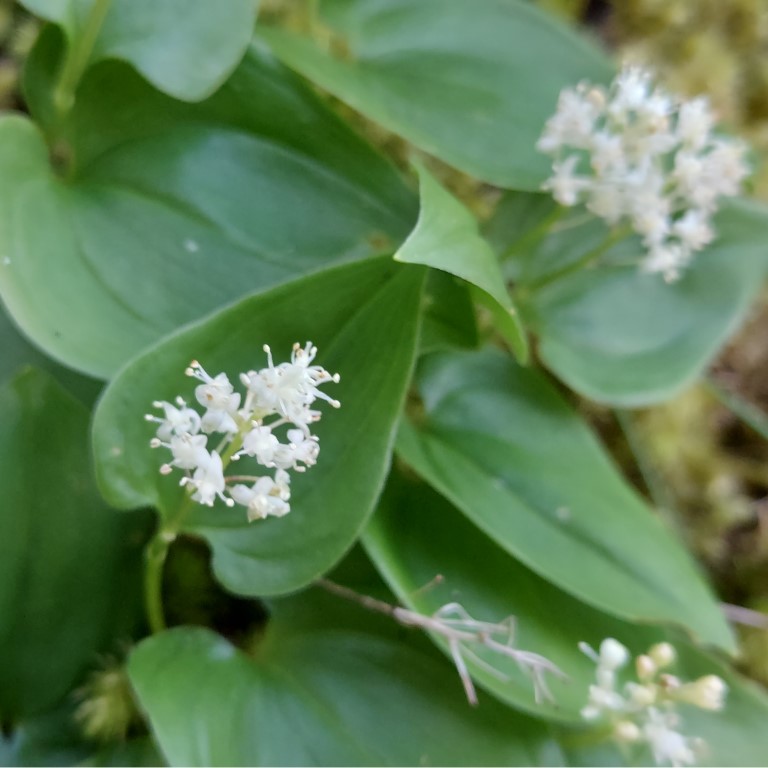 Maianthemum bifolium (L.) F. W. Schmidt