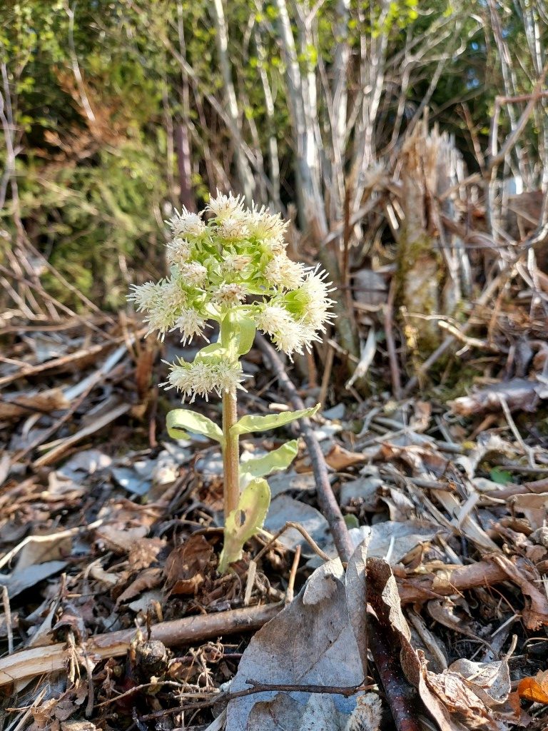 Petasites albus (L.) Gaertn.