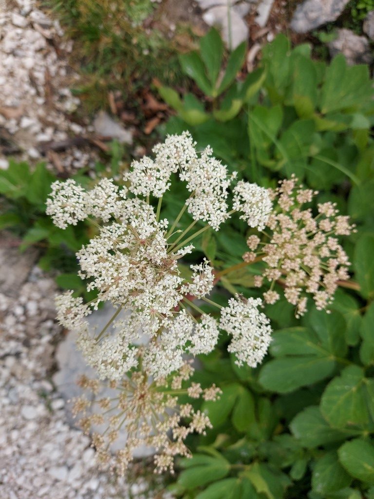Peucedanum ostruthium (L.) W. D. J. Koch