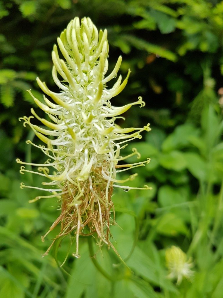 Phyteuma spicatum L.
