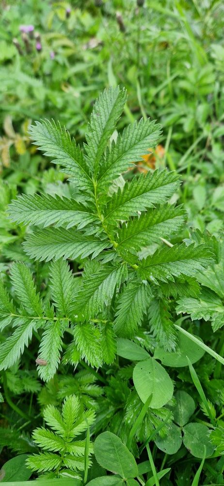 Potentilla anserina L.