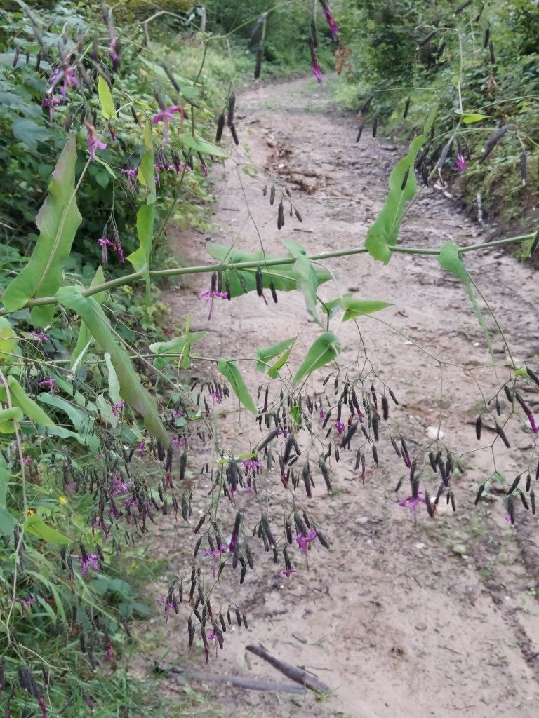 Prenanthes purpurea L.