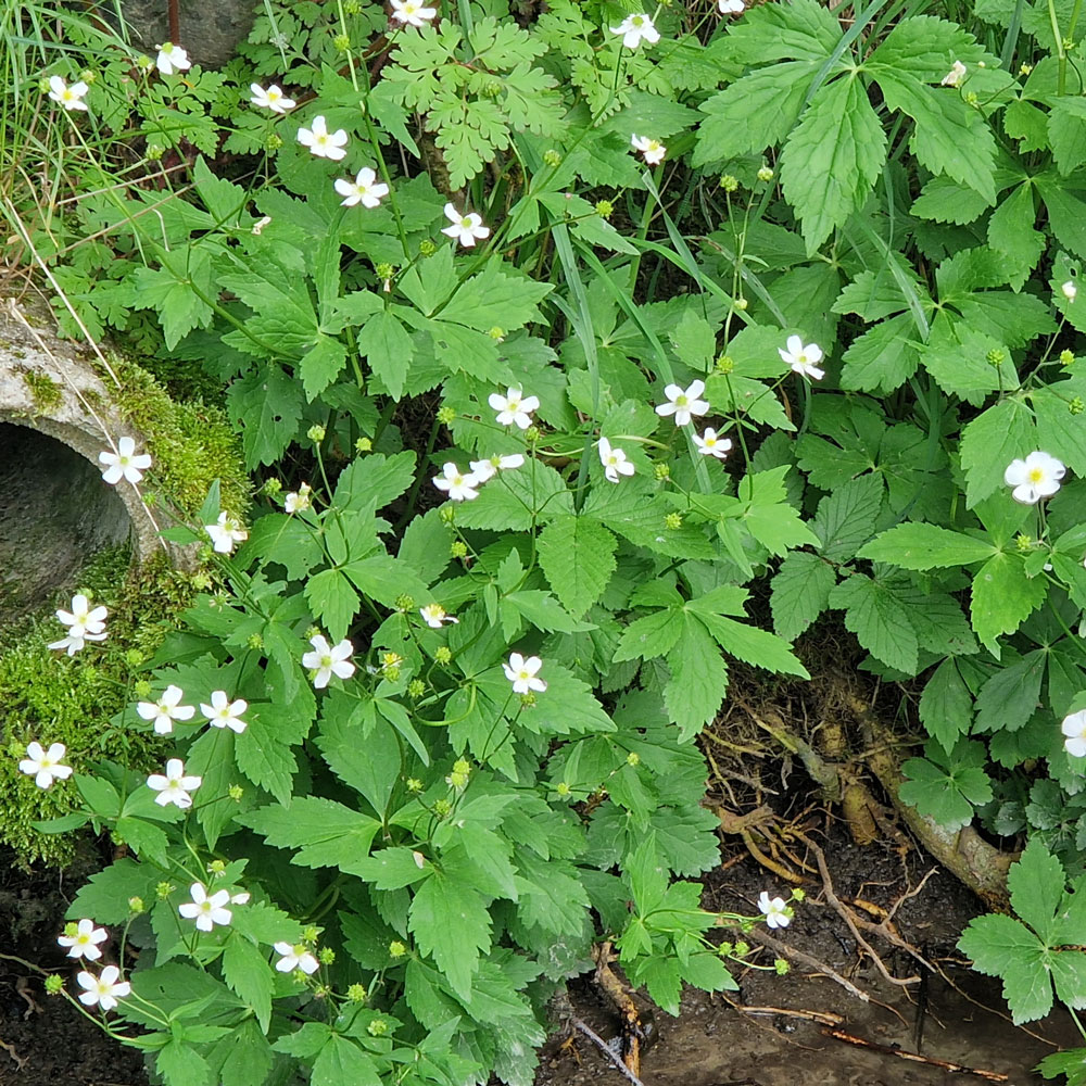 Ranunculus aconitifolius L.
