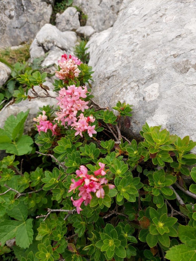 Rhododendron hirsutum L.