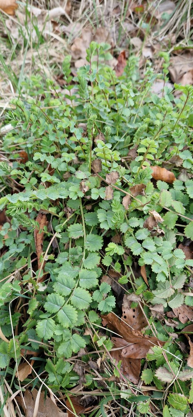 Sanguisorba minor Scop.