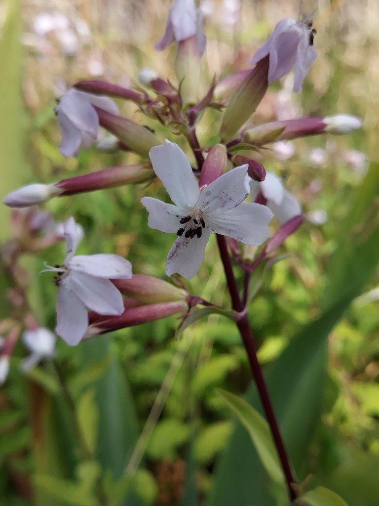 Saponaria officinalis L.