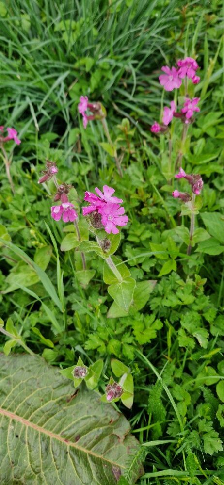 Silene dioica (L.) Clairv.