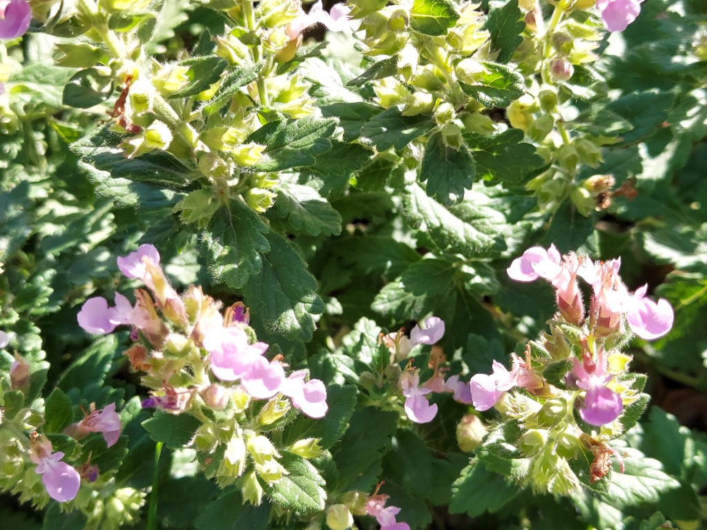 Teucrium chamaedrys L.