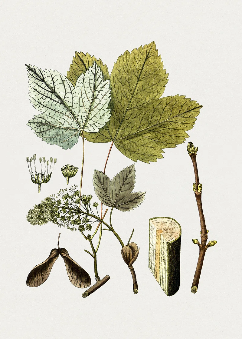 Acer pseudoplatanus L.