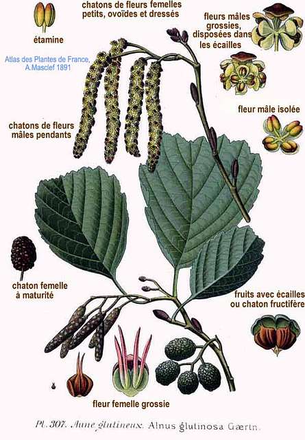 Alnus glutinosa (L.) Gaertn.