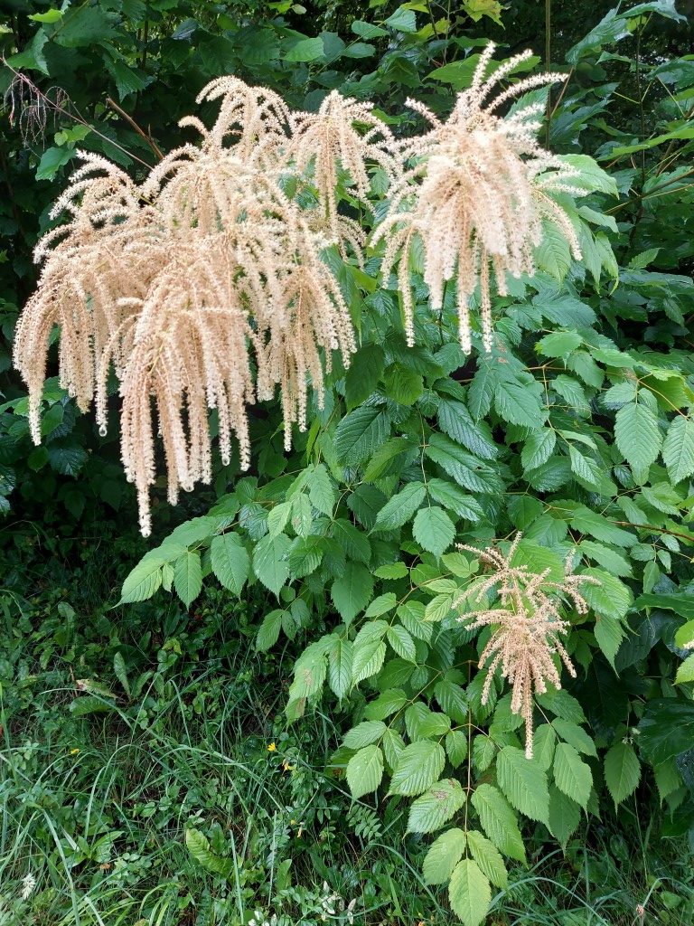 Aruncus dioicus (Walter) Fernald