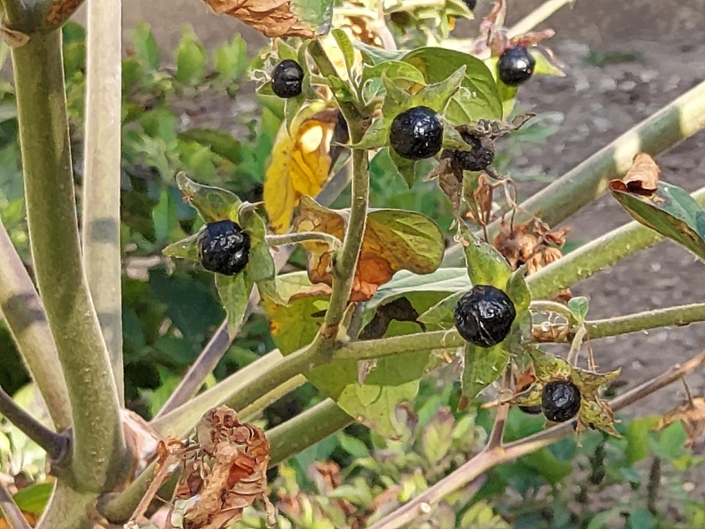 Atropa bella-donna L.