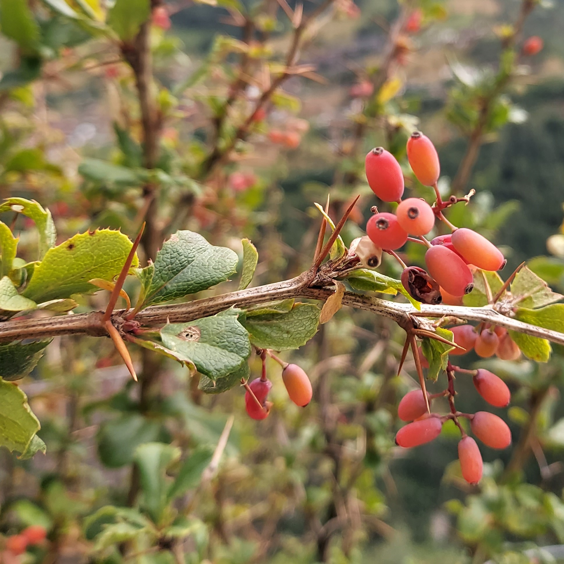 Berberis vulgaris L.
