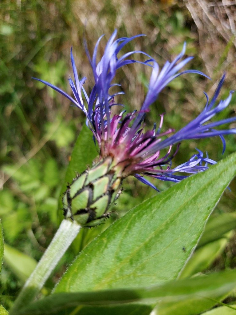 Centaurea montana L.