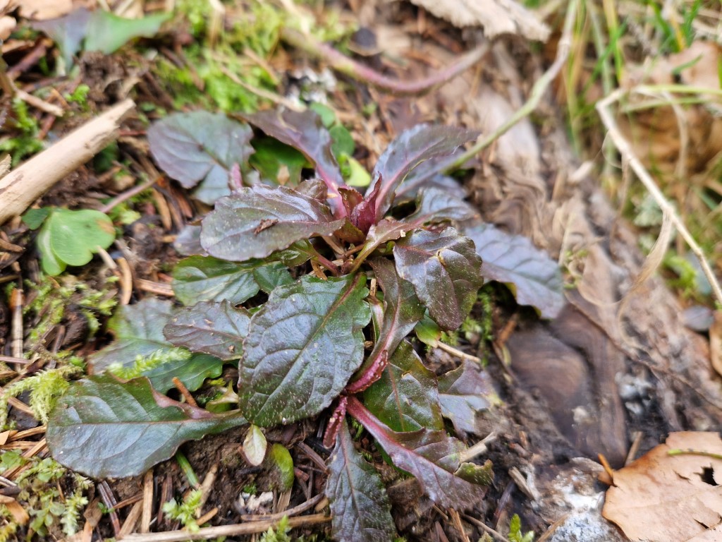 Ajuga reptans L.
