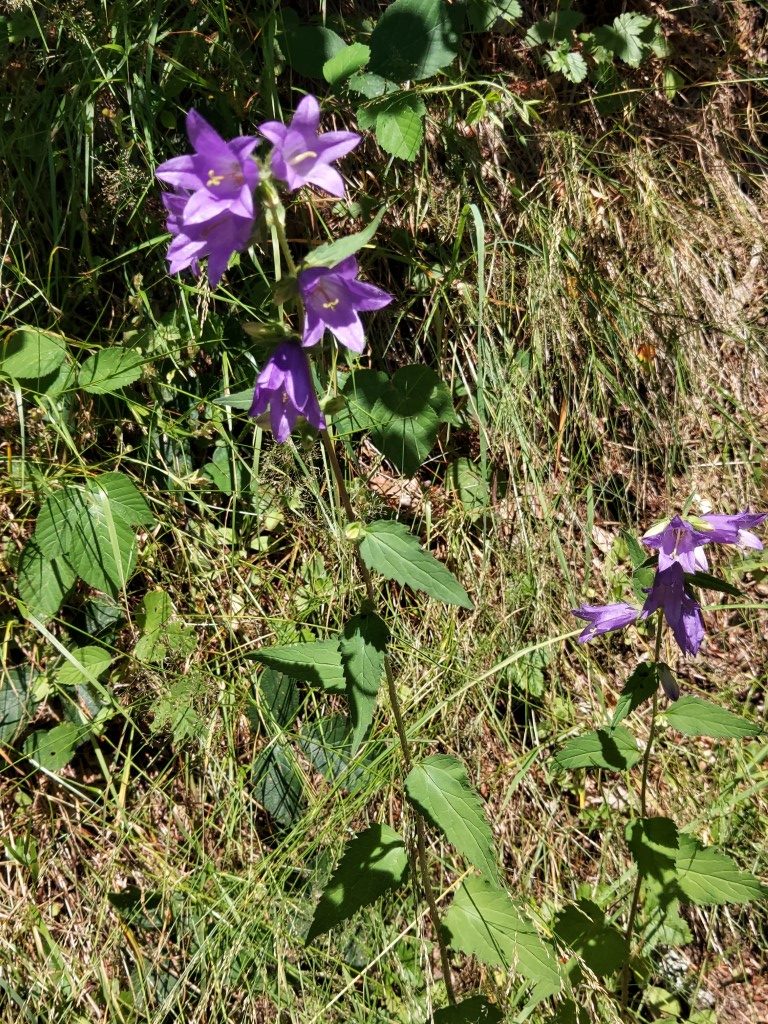Campanula trachelium L.
