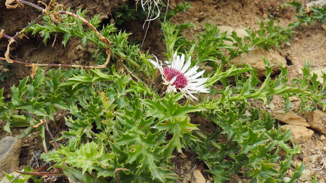 Carlina acaulis L.