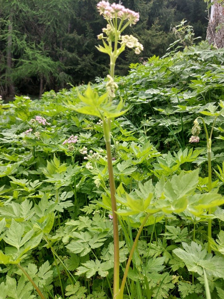 Chaerophyllum hirsutum L.
