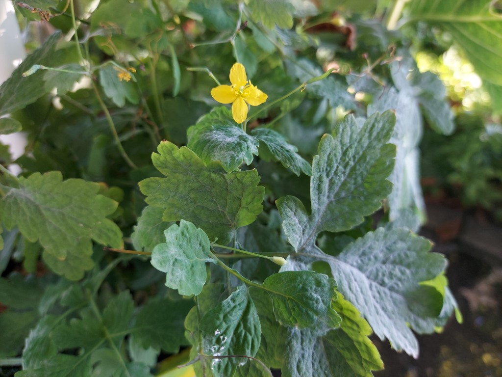 Chelidonium majus L.