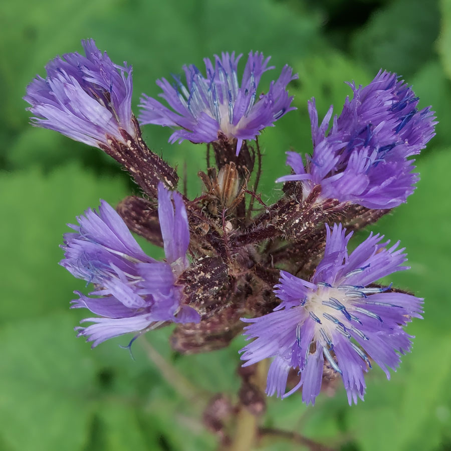 Cicerbita alpina (L.) Wallr.