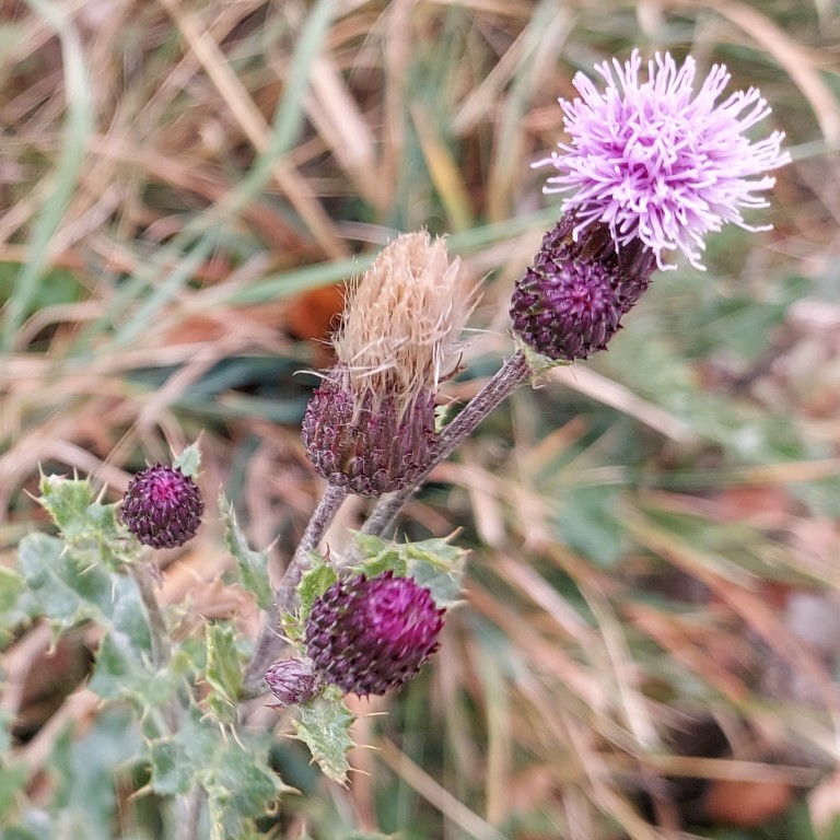 Cirsium arvense (L.) Scop.