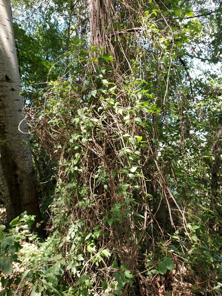Clematis vitalba L.