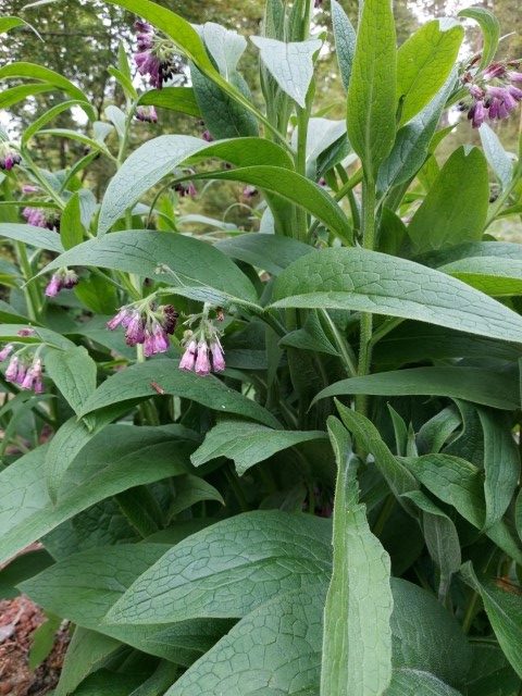 Symphytum officinale L.